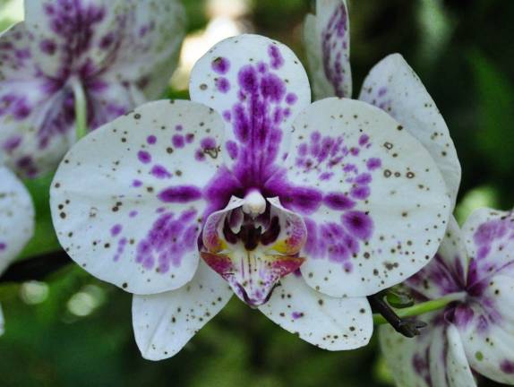 Flores de todas as cores e formas no magnífico  Jardim Botânico de Hilo, em Big Island, no Hawaii